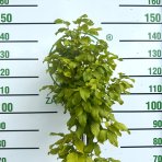 Hrab obyčajný (Carpinus betulus) ´FASTIGIATA´ - výška 70-90 cm, kont. C3L